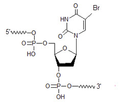 Bio-Synthesis Inc. Oligo Structure